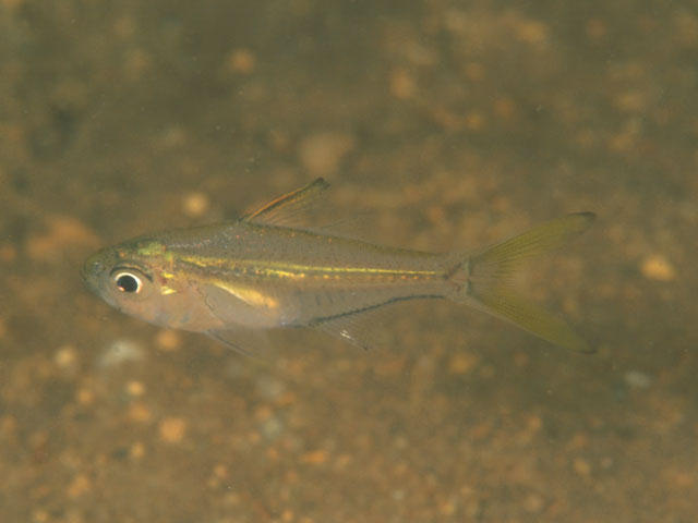 AMBASSIDAE