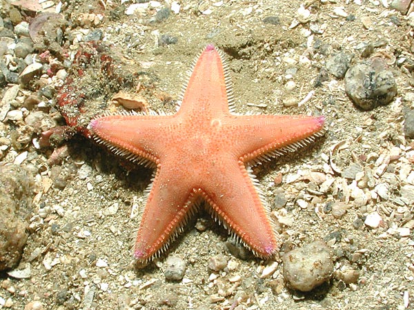 ASTROPECTINIDAE