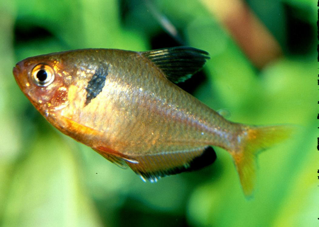 CHARACIDAE