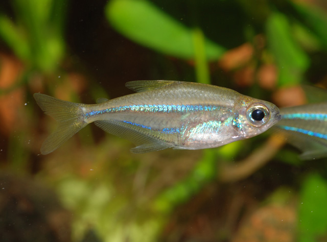 CHARACIFORMES