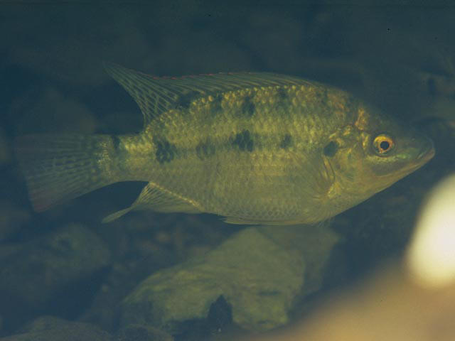 CICHLIDAE