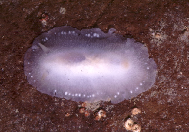 CONUALEVIIDAE