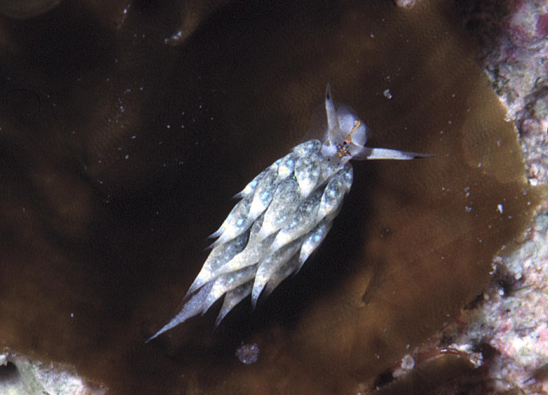 COSTASIELLIDAE