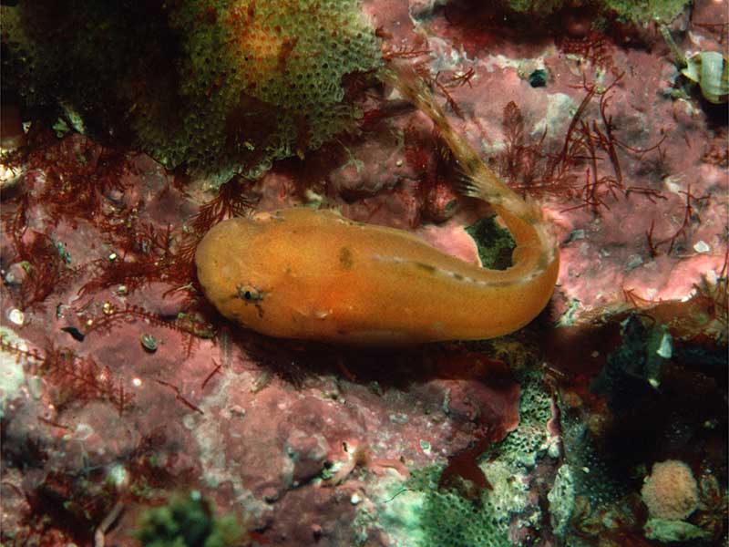 CYCLOPTERIDAE