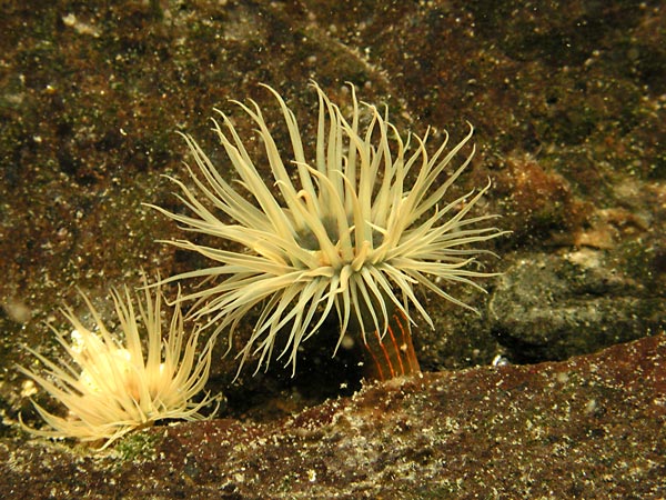 DIADUMENIDAE