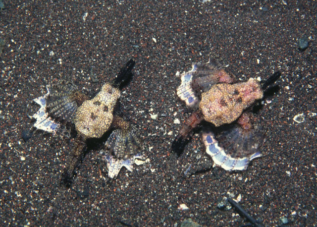 GASTEROSTEIFORMES