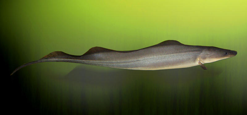 GYMNARCHIDAE