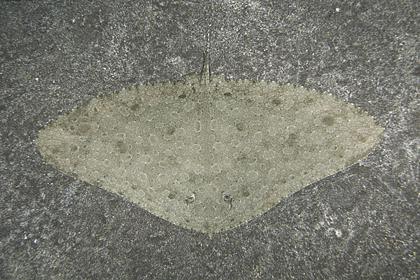 GYMNURIDAE