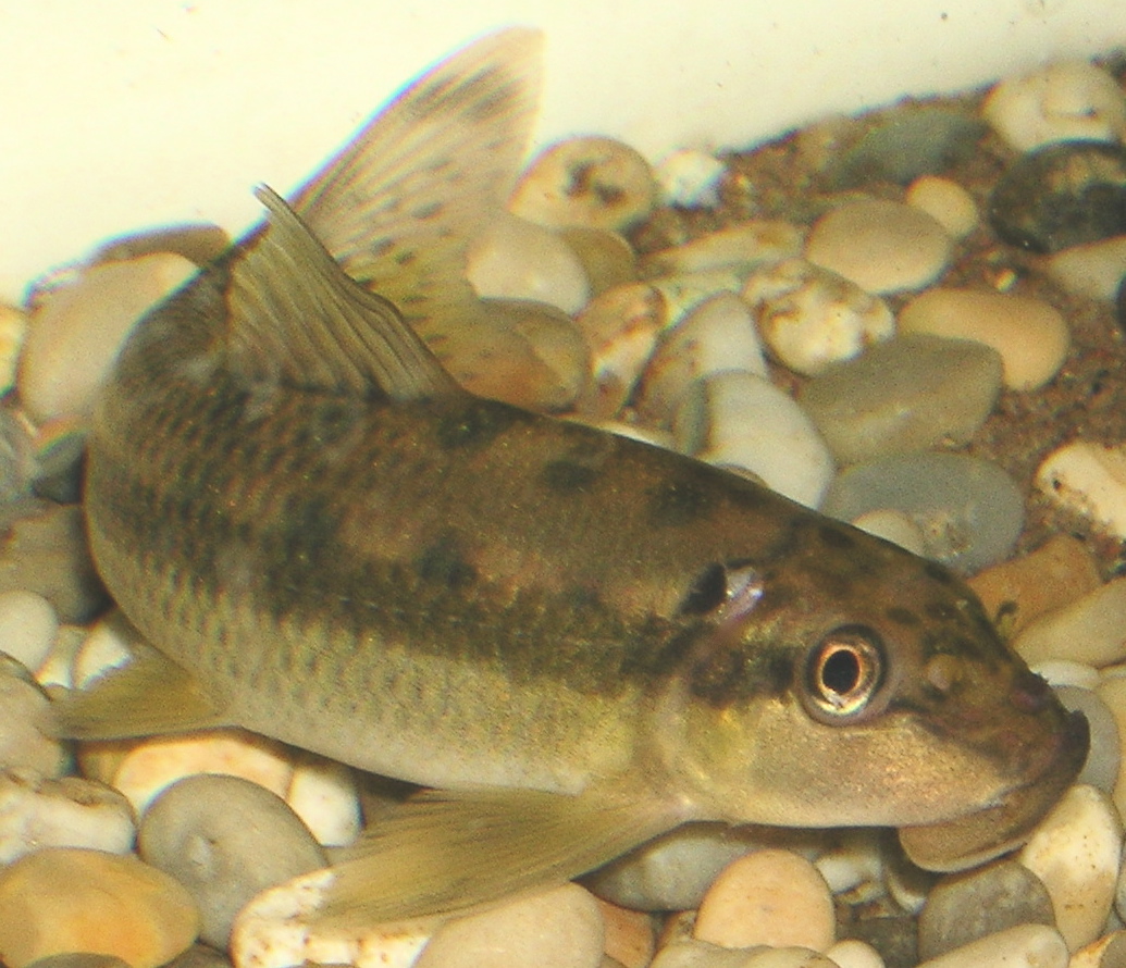 GYRINOCHEILIDAE