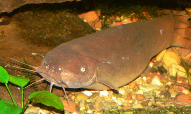 MALAPTERURIDAE