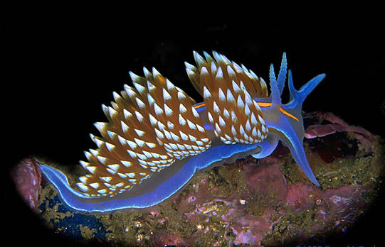 NUDIBRANCHIA