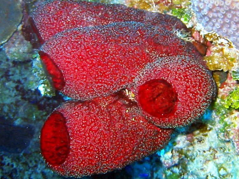 POECILOSCLERIDA