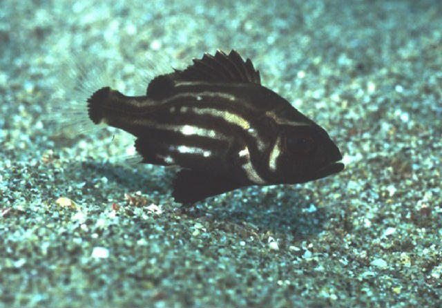 POLYPRIONIDAE