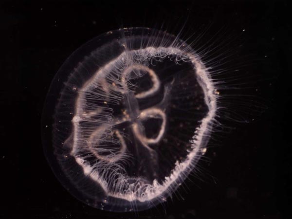 SEMAEOSTOMEAE