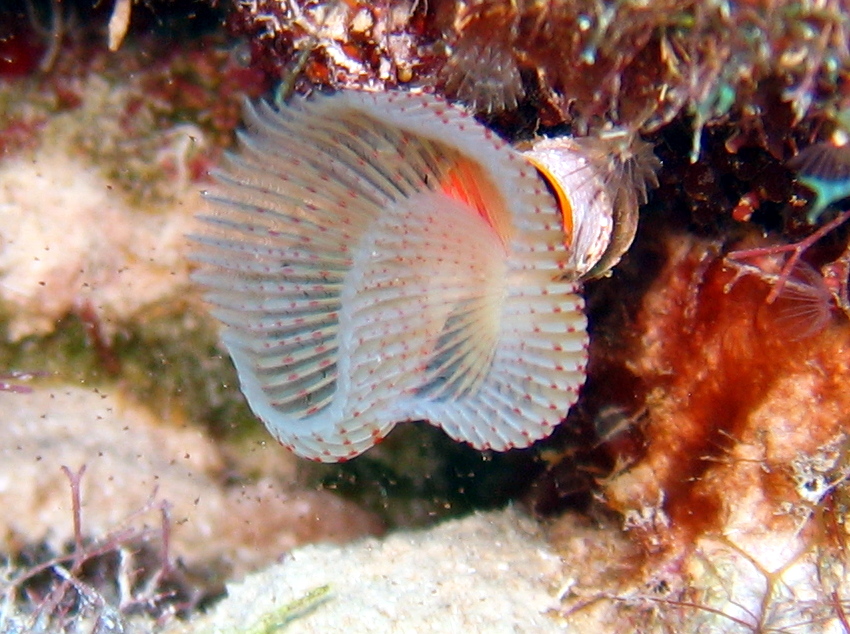 SERPULIDAE